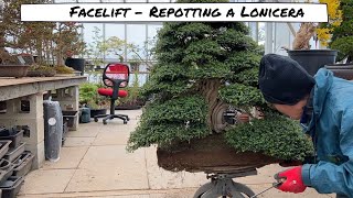 Repotting Lonicera Bonsai [upl. by Birkle]