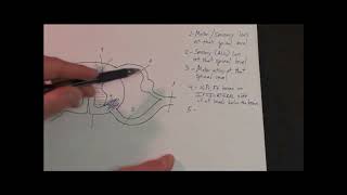 Spinal cord lesions [upl. by Sello]