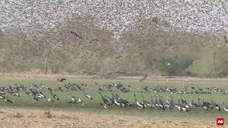 A flock of redbilled queleas forming a cloud [upl. by Mook]