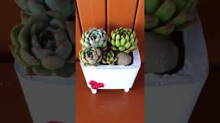 SUCCULENT ARRANGEMENT succulents shorts [upl. by Ballman796]