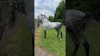 Pinch me My Stallion Campero CXLI SpanishHorse Andalusian Stud Stallion pre ￼ [upl. by Ayaj]