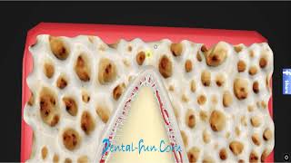 Periodontal ligament [upl. by Formica]