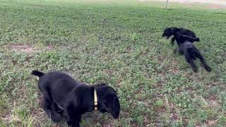 9 WEEK OLD FIELD BRED COCKER SPANIELS [upl. by Rma]