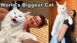 Worlds Biggest Cat  Meet Kefir Cat  Largest Cat in the World [upl. by Frechette]