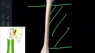 Anatomie de l’humérus en 3d ostéologie du membre supérieur [upl. by Wedurn616]