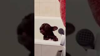 Cute Frenchie Throws A Tantrum During Bath time [upl. by Nosreg318]