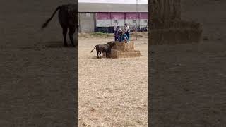 Toro siembra el pánico en el campo shorts [upl. by Elsa]