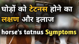 घोड़ों को टेटनस होने का लक्षण और उपचार Horses tatnus symptoms and treatment [upl. by Ajidahk378]