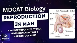 Male reproductive system  Hormonal control in man  Spermatogenesis [upl. by Leontina409]