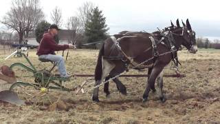 Mules Plowing Woodbury Tenn [upl. by Babita]