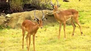 Impala and Thompsons Gazelle in Africa  Cincinnati Zoo [upl. by Hameerak359]