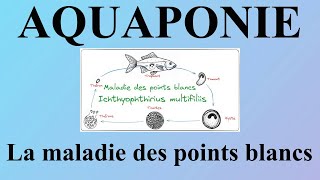 Nos truites développent la maladie des points blancs [upl. by Alverson]