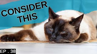 10 things to consider before getting a Siamese Cat  DETAILED [upl. by Schurman]