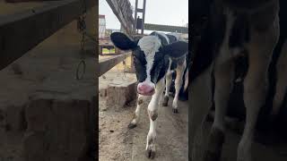 First Lactation Heifer ਦਾ ਸੂਆ ਪਿਆ । Armada Female calf [upl. by Kosse518]