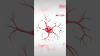 Astrocitos y microglia [upl. by Aleda]