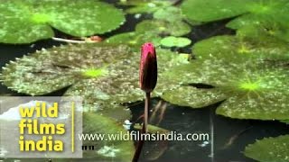 Water lily family Nymphaeaceae in a pond in Kerala [upl. by Etnom]