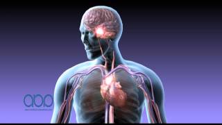 Medical Animation  Smoking Nicotine  3D Animation  ABP © [upl. by Diraf479]