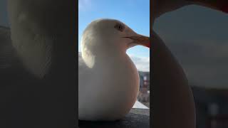 Does My Pet Seagull Recognise Me [upl. by Ramberg]