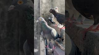 New pet ke par kholke usko uda diya kabootar minivlog pigeon petsvlog shorts birds pet [upl. by Kalikow532]