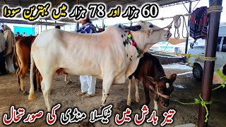 Today Taxila Mandi Latest Update 1 March 2024  Barish Ma Mandi Ki Halat Khrab ☔ [upl. by Hildie]