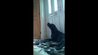 Labrador howling like American Werewolf in London 032 [upl. by Ashien]