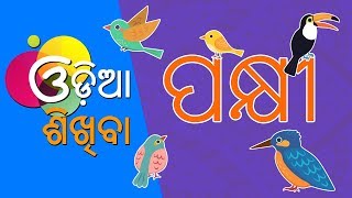 Odia Learning Videos  Learn Bird Names  Odia Learning Videos  kuhuka kaha [upl. by Cynarra]