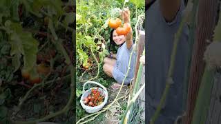 harvesting my beefsteak tomatoes highlights [upl. by Marsland78]