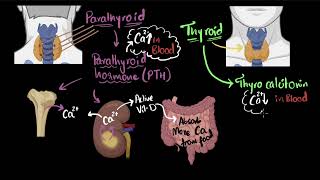 Parathyroid hormone amp calcitonin  Chemical coordination  Biology  Khan Academy [upl. by Eugenio792]