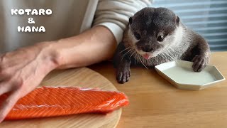 カワウソに巨大サーモンあげたら喜びすぎて大変なことに Otters Super Excited for Huge Salmon [upl. by Mannes873]