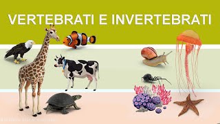 Vertebrati e invertebrati [upl. by Portwine520]