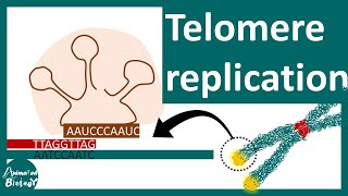 Telomere replication  The End replication problem  Aging and Telomere [upl. by Cordelie]