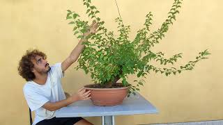 Yamadori bonsai Cosa fare Prunus Mahaleb [upl. by Haggai]