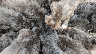 Litter of Labradoodle Puppies [upl. by Merete169]