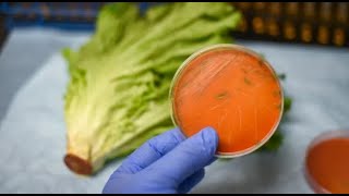 BE AWARE 2 Deaths 23 Hospitalized From Listeria OUTBREAK [upl. by Nuawaj176]