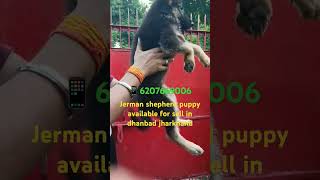 Jerman shepherd puppy avillable for sell in dhanbad jharkhand hurry up guys delivery available cllme [upl. by Leumhs]