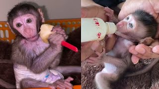 LITTLE MONKEY PLAYING LIKE A TODDLER babymonkey cutemonkey live [upl. by Negem543]