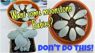 MOONSTONE LEAF PROPAGATION [upl. by Marcellina96]