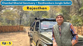 EP5 Sawai Madhopur Ranthambore Rajasthan  Chambal Gharial Sanctuary  Tikkar roti Rajasthan [upl. by Aunson322]