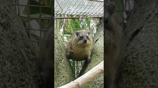 Rock hyrax  Chester Zoo shorts [upl. by Halie]