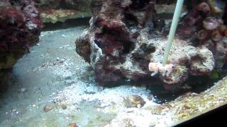 Mantis Shrimp Feeding N wennerae [upl. by Hanaj]