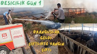 Yangın Çıktı  Yeni Başlangıç  Et fiyatları Ne olucak  Brangus 1gün [upl. by Nylyoj]