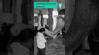 கடவுள் இருக்காரா இல்லையா trending kundrakudi elephantdeath facts [upl. by Eentrok335]