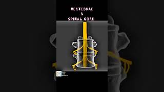 VERTEBRAE amp SPINAL CORD Structure amp Function spine diskbulgespinalspinesurgeon spinaldisease [upl. by Idnahk]