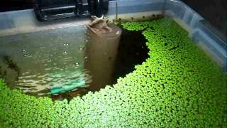 Diy Strainer for Intake of Aquarium Filter [upl. by Seed]