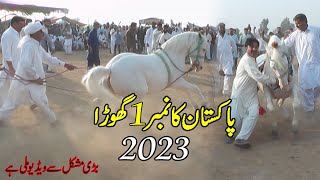 Haidari Malang Best Ghora Dance No 1 in 2023  گھوڑا فخرے تھون [upl. by Franzoni]