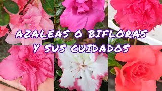 BIFLORAS O AZALEAS APRENDE A CUIDARLAS Y QUE TE FLOREZCAN POR MONTONES 🌺💕 😱🌿¦LIZZ Y SU VIVERO [upl. by Swaine755]