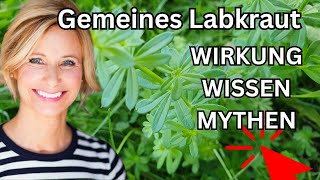 Gemeines Labkraut Wirkung Wissen amp Mythen 🌞 Wildpflanze [upl. by Norret]