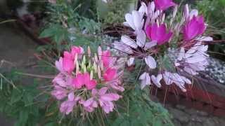 cleome spider flower [upl. by Gretna935]