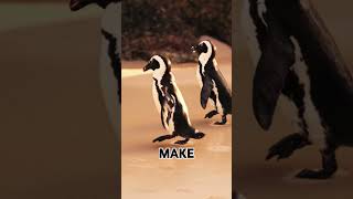 quotMagellanic Penguins Astonishing Facts and Hidden Secrets Revealedquot animalkingdom animals [upl. by Enitsirc221]