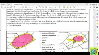Partie 02 absorption de leau et les sels minéraux chez les plantes chlorophylliennes osmose [upl. by Bricker]